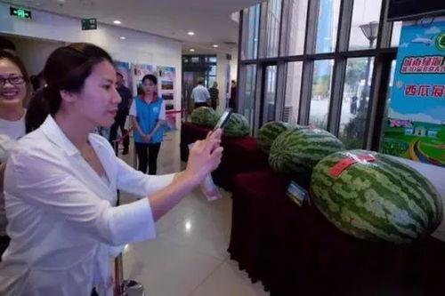 砀山最新吃瓜事件新闻报道,揭秘网络热议背后的真相