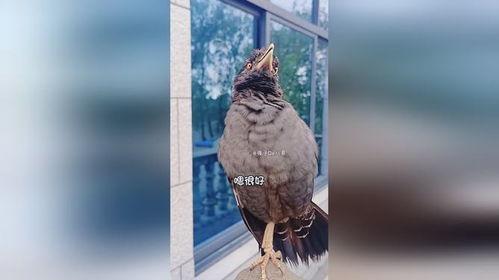 网红模仿大公鸡,趣味横生演绎乡村风情