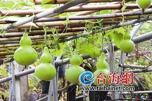 吃瓜以后打嗝有苦味,揭秘打嗝苦味的奥秘