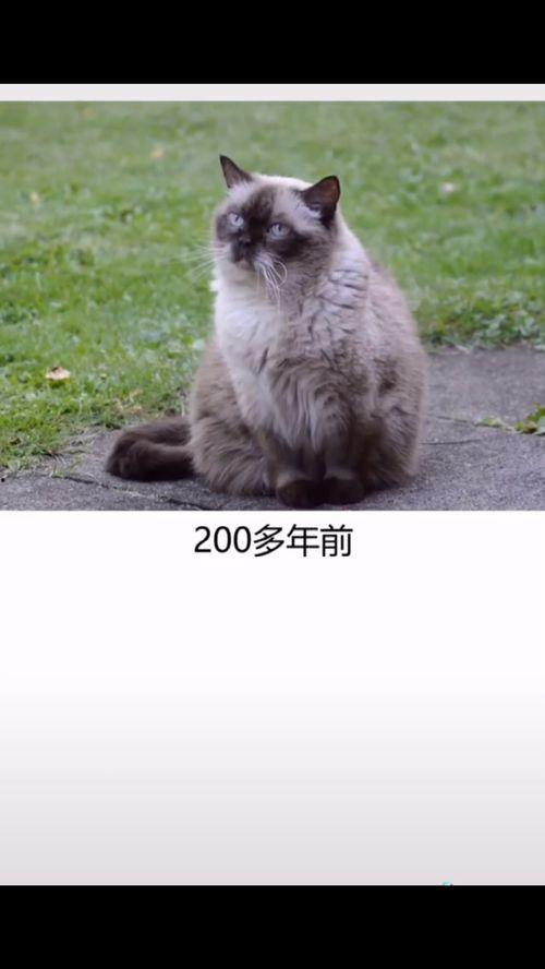 外号叫的明星jerry,跨界明星的璀璨人生与音乐传奇