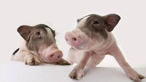 网红手牵猪,萌宠互动背后的网络热度与情感共鸣